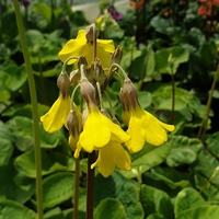 Primula florindae